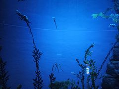 -上海海洋水族馆