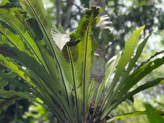 -中国科学院西双版纳热带植物园