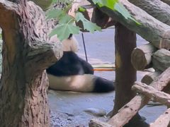 -都江堰中华大熊猫苑