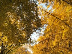 -三里屯东五街银杏大道