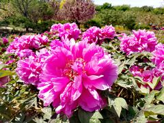 -莱阳濯村樱花园