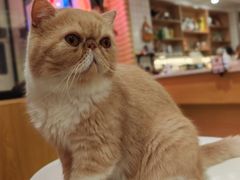 -滚猫咖啡·猫咖·猫友好撸猫(未来城店)