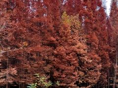 -桤木河湿地公园