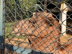 -大连森林动物园