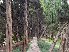 -嘉定紫藤园