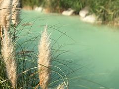 -上海吴淞炮台湾国家湿地公园