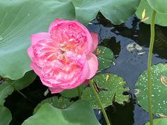 -莲花池公园