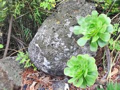 -墨尔本皇家植物园