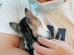 -lincat·猫舍(广州店)