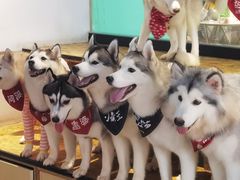 -Husky Go! 哈士奇体验馆·宠物咖啡厅狗咖