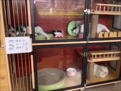 -御宝贝·A梦猫科宠物医院(国际猫友好医院)