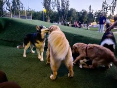 -爪吧宠物乐园 (温榆河示范区店)