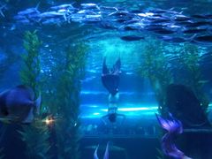 -皇家极地海洋世界-售票处