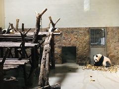 -三只耳火锅(宽窄巷子店)