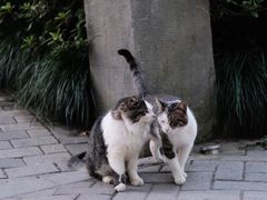 -静安公园(静安寺街道)
