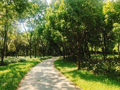 -莲花山公园