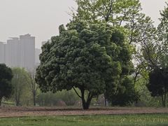 -汉长安城未央宫国家考古遗址公园