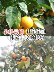 -前小桔亲子创意农场·草莓采摘·露营烧烤
