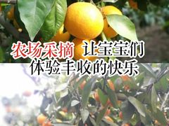 -前小桔亲子创意农场·草莓采摘·露营烧烤