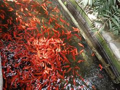 -南宫五洲植物乐园