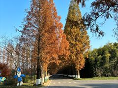 -黄海国家森林公园