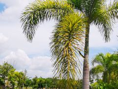 -沙美村