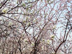 -桃花堤公园