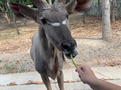 -清迈夜间动物园