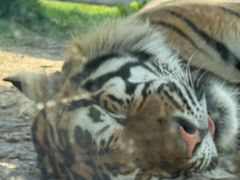 -西霞口神雕山野生动物世界