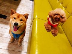 -百好乐宠物友好餐厅(朝外大街店)