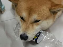-栾川竹海野生动物园