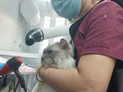 -宠福鑫康馨动物医院·骨科·眼科