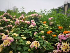 -深圳国际园林花卉博览园