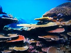 -海口绿发希尔顿酒店-田园汇自助餐·三文鱼·海鲜