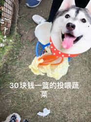 -前小桔亲子创意农场·草莓采摘·露营烧烤