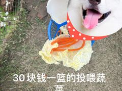 -前小桔亲子创意农场·草莓采摘·露营烧烤
