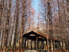 -溱湖国家湿地公园