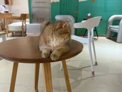 -藏猫猫咖啡主题馆(中央大道店)