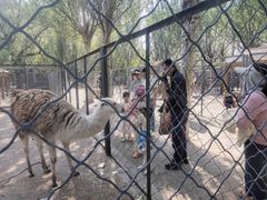 -长白岛森林公园