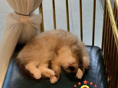 -喵喵咪呀布偶猫咖(春熙路店)