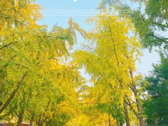 -三里屯东五街银杏大道