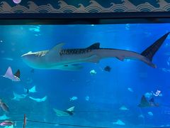 -烟台海昌鲸鲨海洋公园