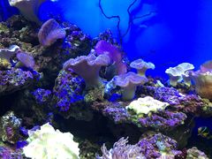 -御唐府海珊瑚主题餐厅