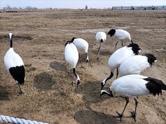 -盐城丹顶鹤湿地生态旅游区