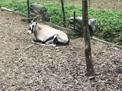 -清迈夜间动物园