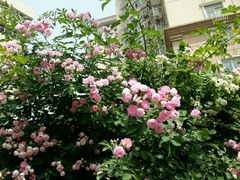 android_upload_pic-小白楼1902欧式风情街
