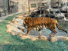 -北京野生动物园