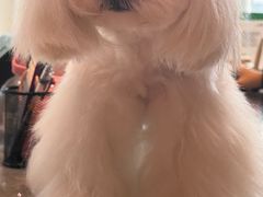 -帕帕拉兹宠物(亚洲旗舰店)