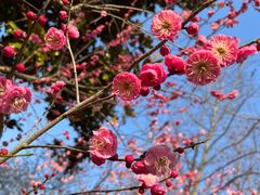 -梅花山(明孝陵内)