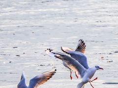 -深圳湾公园(南山区)